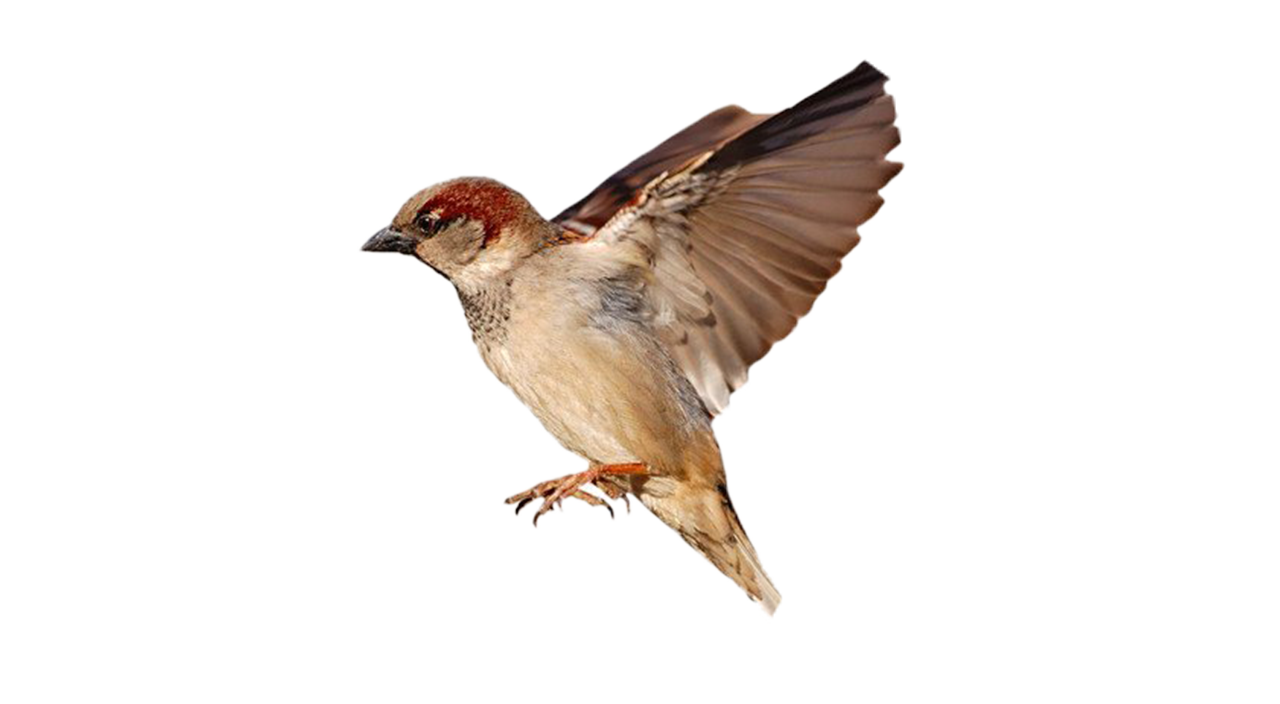 World Sparrow Day