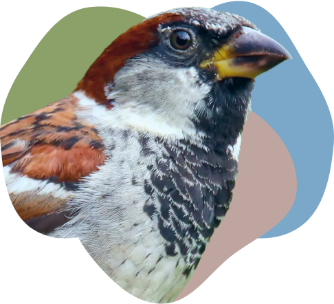 Sparrow illustration