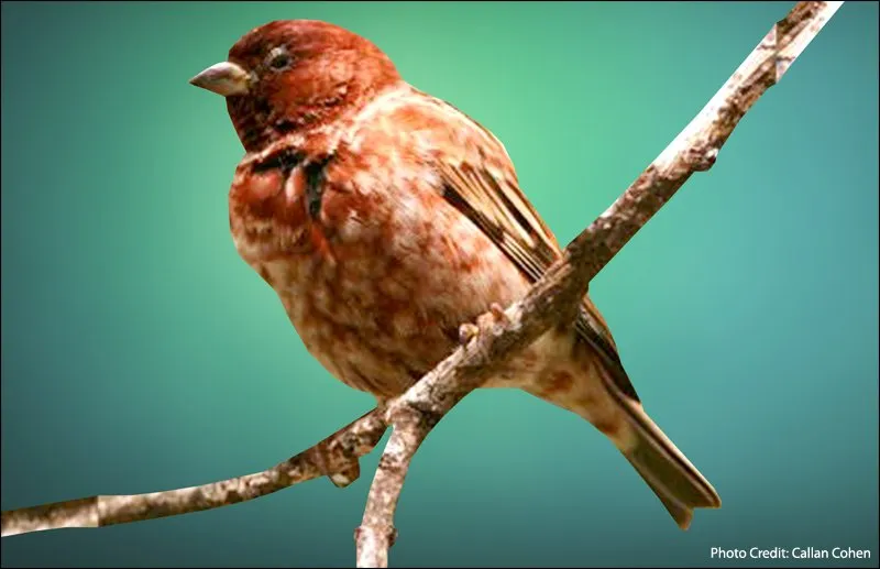 Chestnut Sparrow