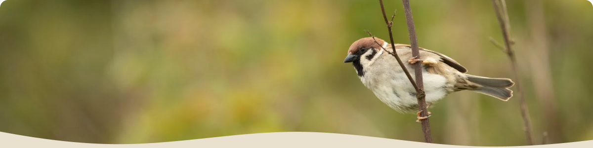 Sparrow in natural habitat