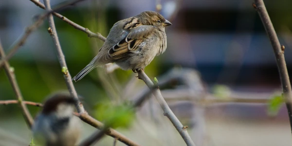 Placeholder image for World Sparrow Day