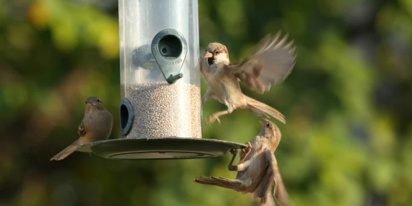 Placeholder image for World Sparrow Day