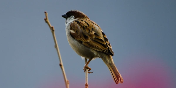 Placeholder image for World Sparrow Day