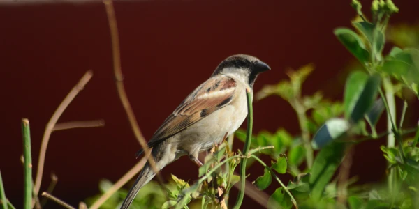 Placeholder image for World Sparrow Day