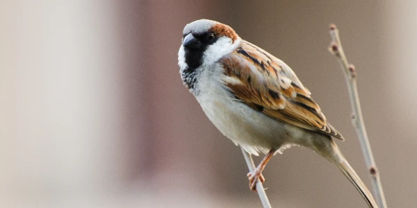 Placeholder image for World Sparrow Day