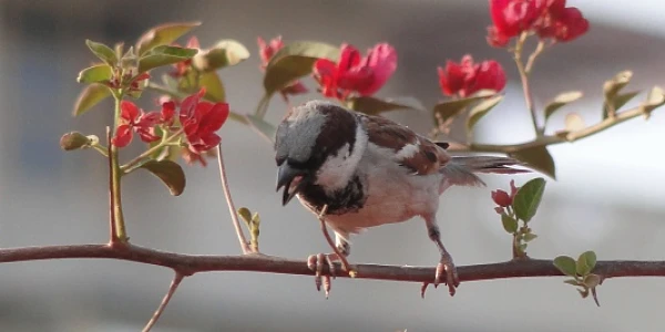 Placeholder image for World Sparrow Day