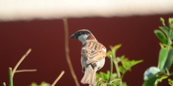 Placeholder image for World Sparrow Day