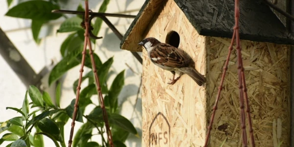 Placeholder image for World Sparrow Day