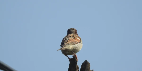 Placeholder image for World Sparrow Day