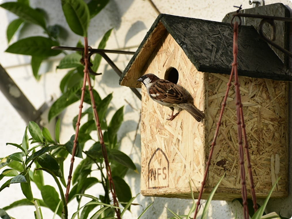 How to participate in World Sparrow Day