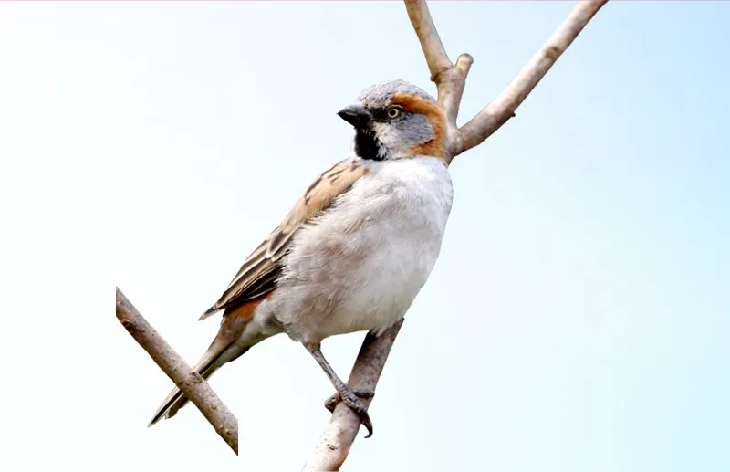 Kenya Sparrow