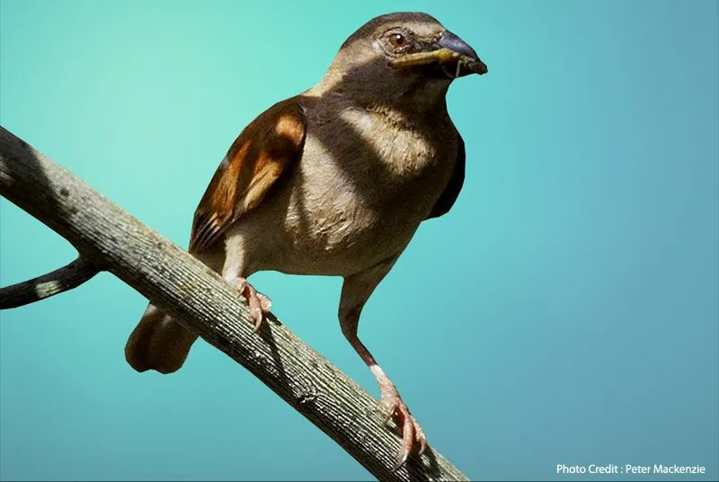 Northern Grey-headed Sparrow