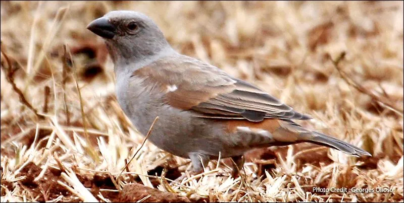 Parrot-billed Sparrow