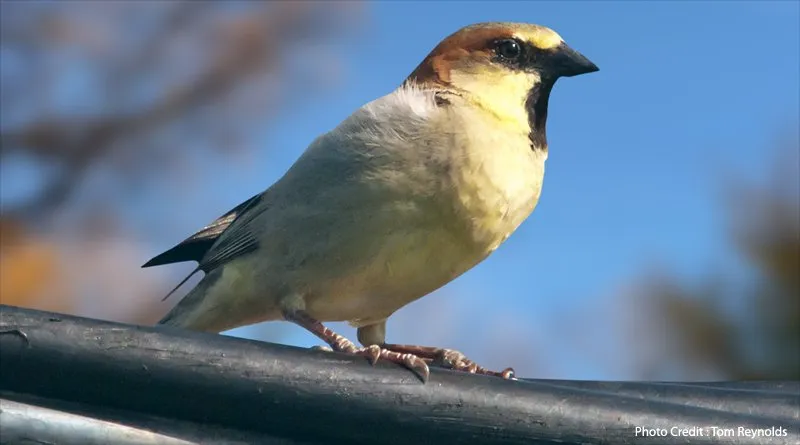 Plain-backed Sparrow