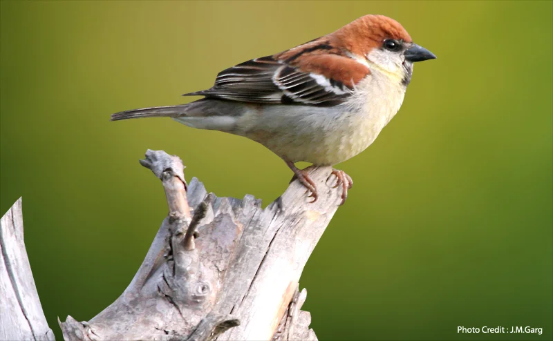 Russet Sparrow