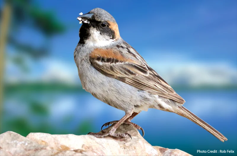 Socotra Sparrow