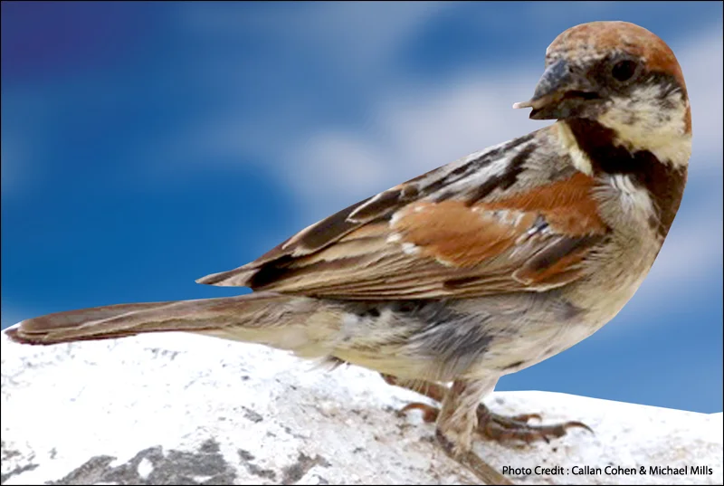 Somali Sparrow