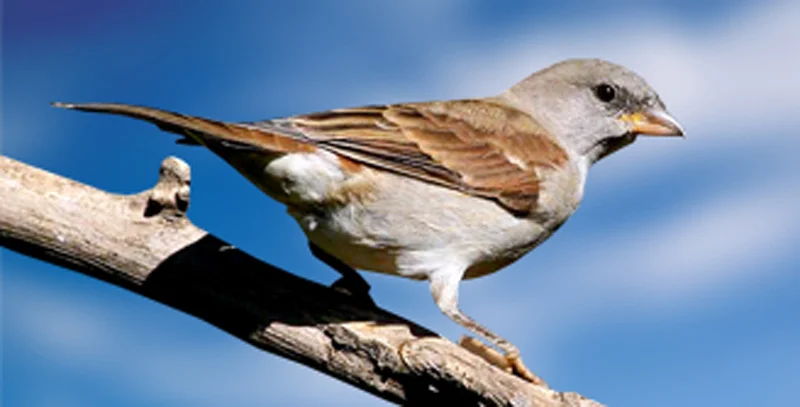 Southern Grey-headed Sparrow