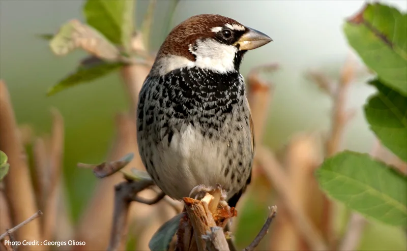 Spanish Sparrow