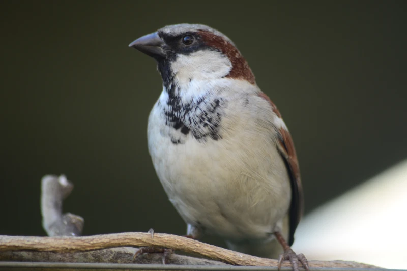 House Sparrow