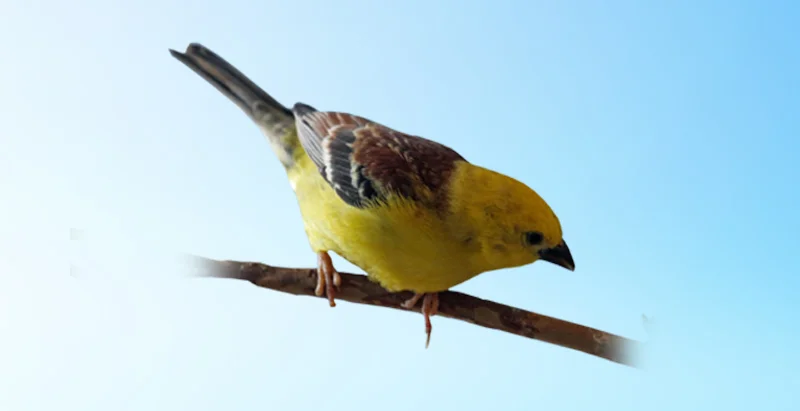 Sudan Golden Sparrow