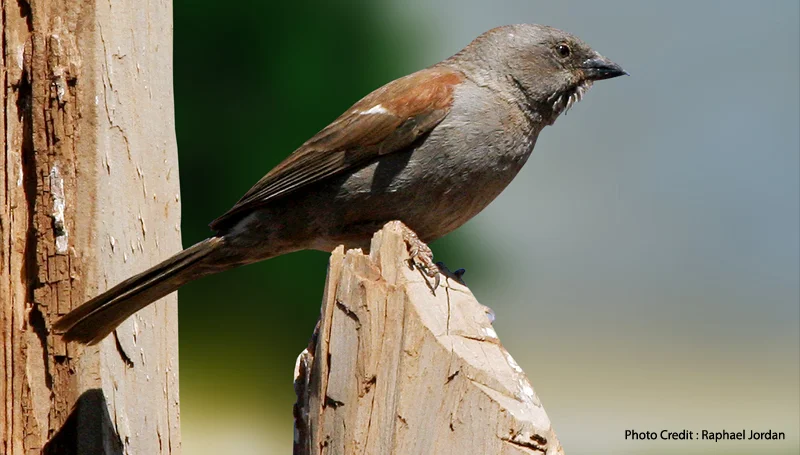 Swainson’s Sparrow