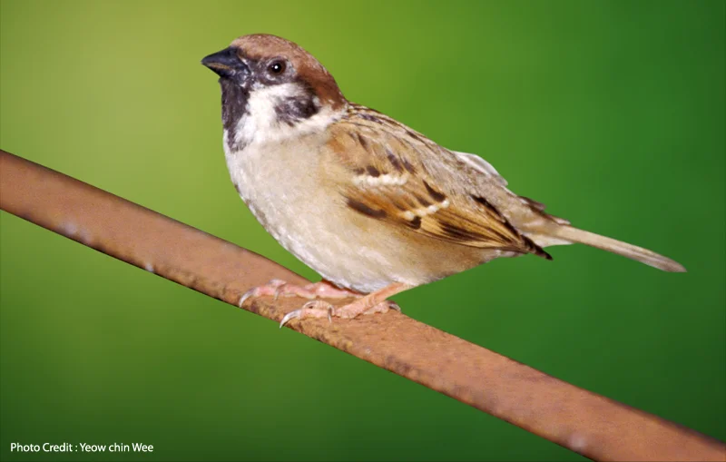 Tree Sparrow