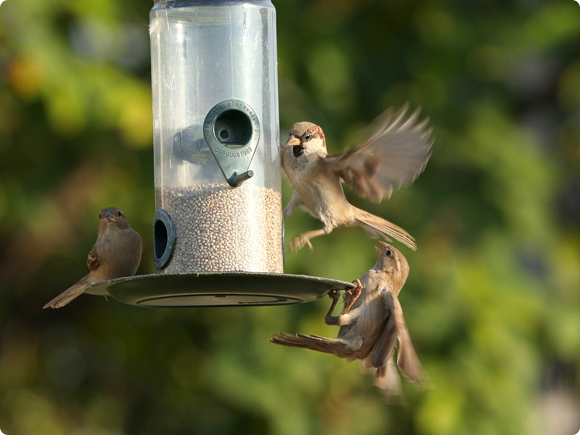 Ways to celebrate World Sparrow Day